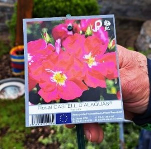 pilgerrose