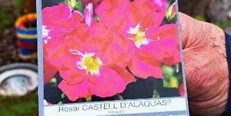 pilgerrose